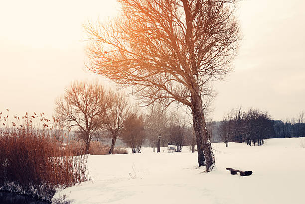 winter park - winter landscape sweden snow zdjęcia i obrazy z banku zdjęć
