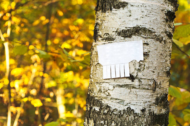 tear-off paper notice on birch trunk in autumn urban park