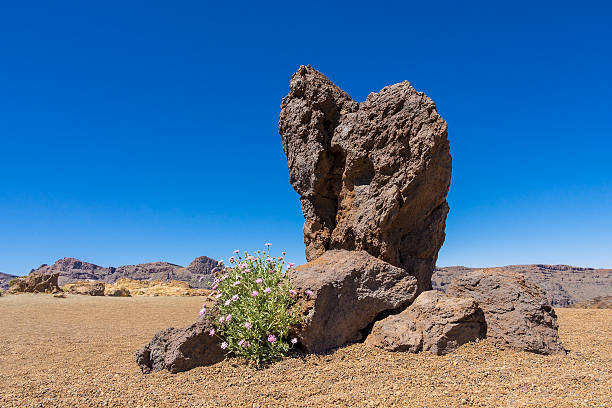 istock Landscape on the island Tenerife 521804304