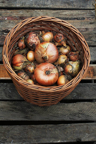 istock Fresh onion from the harvest in a basket 521804576