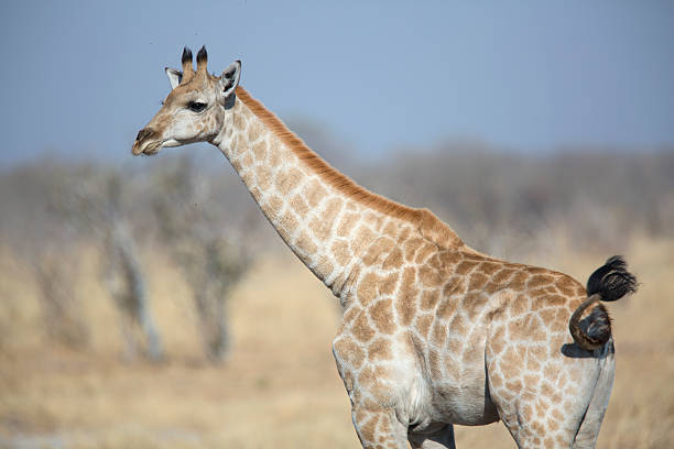 Young wild female giraffe in Botswana