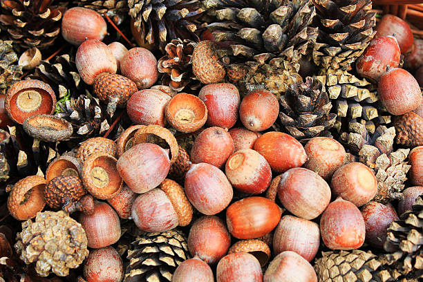 istock Beautiful brown acorns and cones, close up 521804756