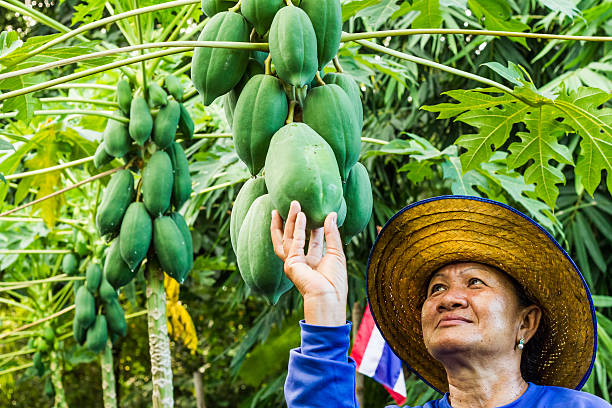 Pick up papaya stock photo