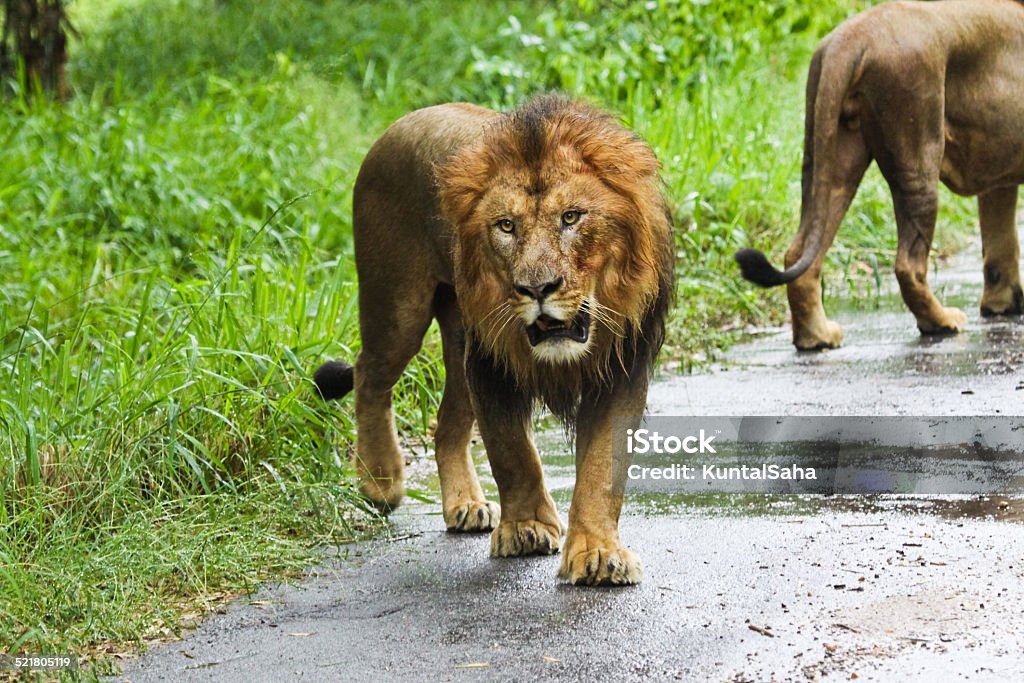Asiatic Lion Stock Photo - Download Image Now - Animal Wildlife, Animals In  The Wild, Close-up - iStock