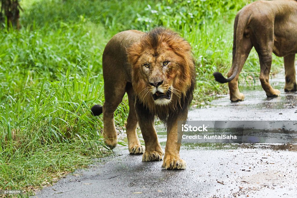 Asiatic Lion Stock Photo - Download Image Now - Animal Wildlife, Animals In The Wild, Close-up - iStock Asiatic Lion Stock Photo - Download Image Now - Animal Wildlife, Animals In The Wild, Close-up - iStock