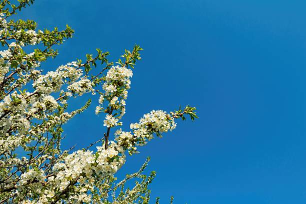 istock Flowers of the cherry blossoms on a spring day 521805268