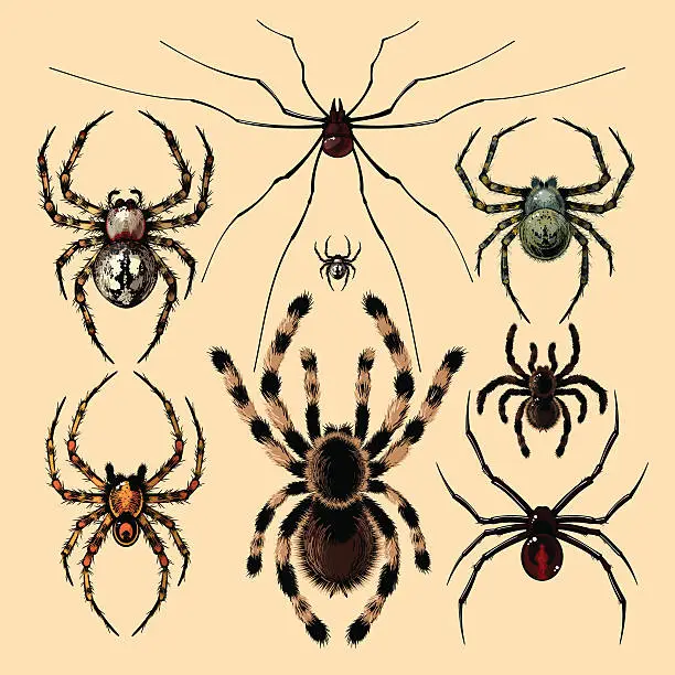 Vector illustration of Spiders