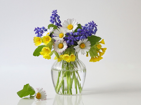 Bouquet of spring colorful flowers in a vase. Romantic floral still life with posy of daisy, grape hyacinth and cowslip flowers in a vase. Fine art flower photography.