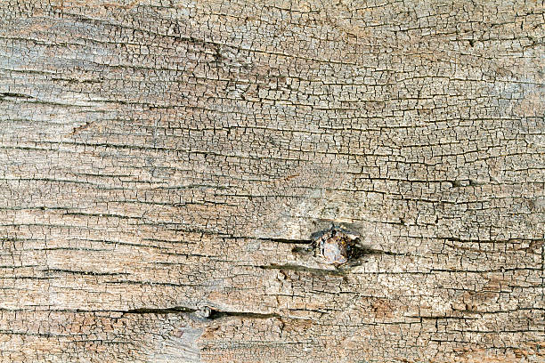 istock Texture of old wooden with nail background 521806288