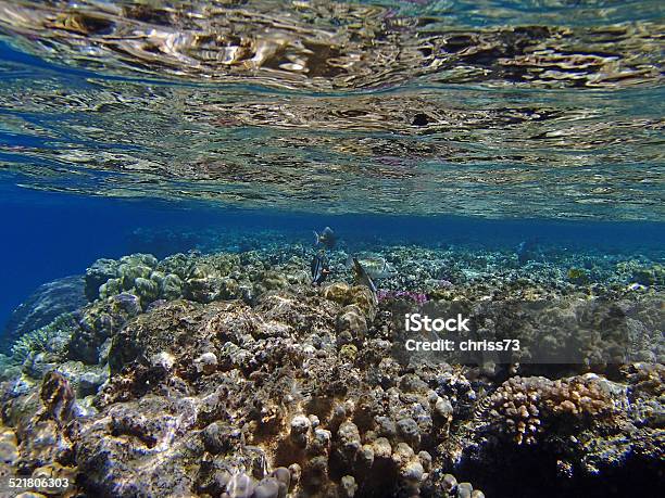 Amazing Snorkeling Stock Photo - Download Image Now - Animal Wildlife, At The Bottom Of, Bay of Water