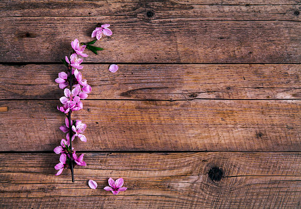 istock Peach blossom on old wooden background. Fruit flowers. 521806362