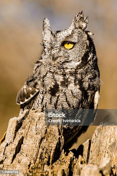 Western Screech Owl In Autumn Setting Stock Photo - Download Image Now - Adult, Animal, Autumn