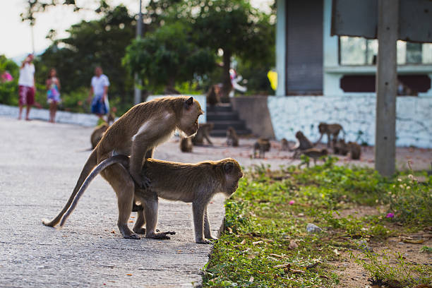 istock Monkey Mating at the street by having people watching 521806842