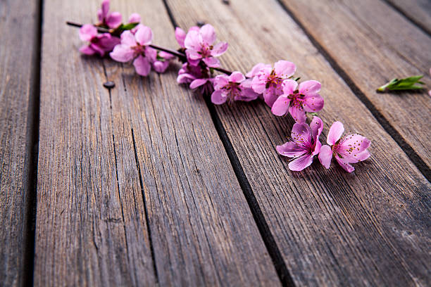 istock Peach blossom on old wooden background. Fruit flowers. 521806850