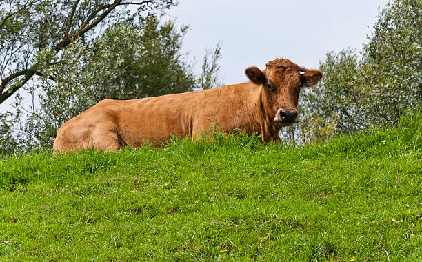 istock Brown cow lying on an embankment 521807073