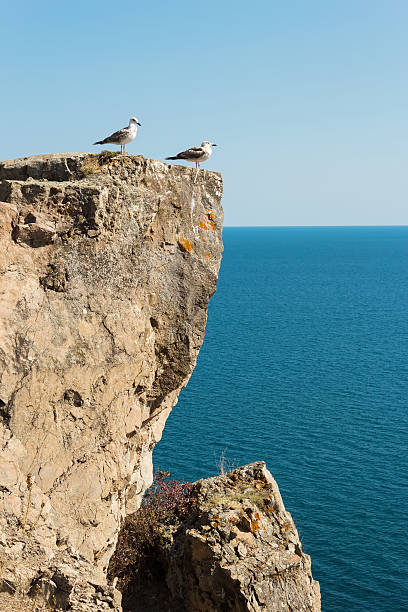 istock Two seagulls standing on a cliff against the sea 521807453