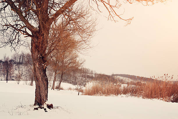 winter park - winter landscape sweden snow zdjęcia i obrazy z banku zdjęć