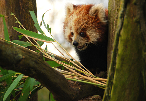 One Red panda peeking between tree trunks and eating from bamboo.