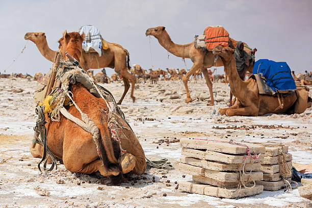 istock Dromedaries to be loaded with amole-salt slabs. Danakil-Ethiopia. 0343 521809388