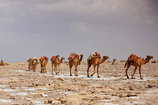 istock Afar herders lead a camel caravan. Danakil-Ethiopia. 0347 521811382