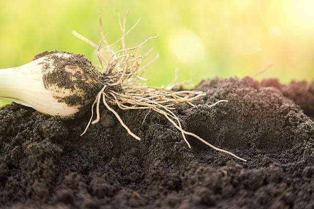 istock Close-up view of young onion seedlings. 521811624