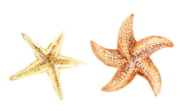 illustrazioni stock, clip art, cartoni animati e icone di tendenza di acquerello stelle marine isolato su sfondo bianco. - starfish