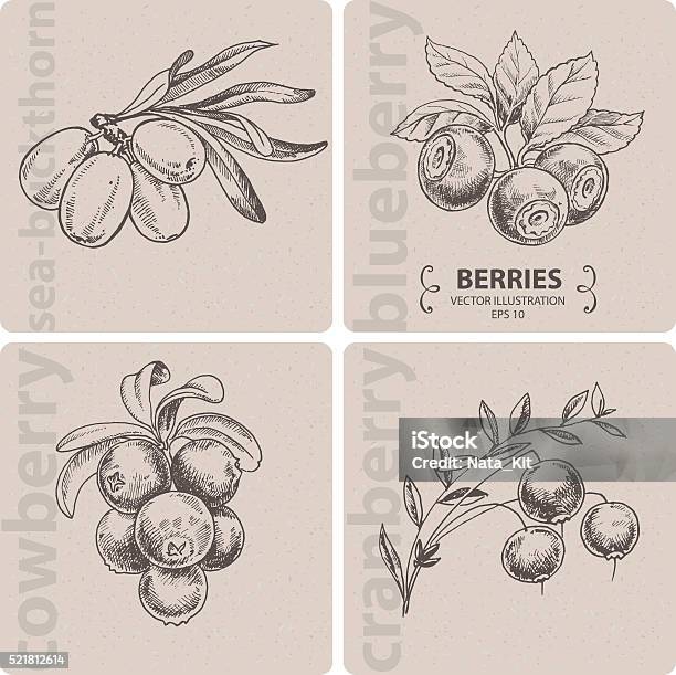 Ilustración de Conjunto De Cerezascranberry Arándano Cowberry Y Espino Cerval De Mar y más Vectores Libres de Derechos de Arándano