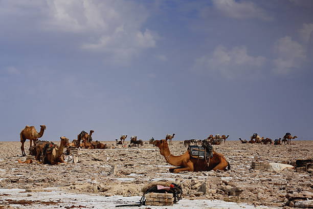 istock Dromedaries and donkeys loaded with amole-salt slabs. Danakil-Ethiopia. 0353 521812728