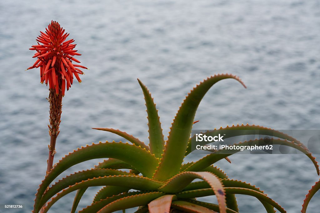 Foto de Flor Vermelha Aloe Vera e mais fotos de stock de Babosa - Suculenta  - Babosa - Suculenta, Botânica - Assunto, Cabeça da flor - iStock