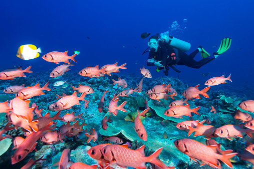 A large school of fishes bigscale or blotcheye soldierfish (Myripristis Berndti) and pyramid butterflyfish swimming free over the rich and pristine coral reefs in Palau, Micronesia along with a female diver
