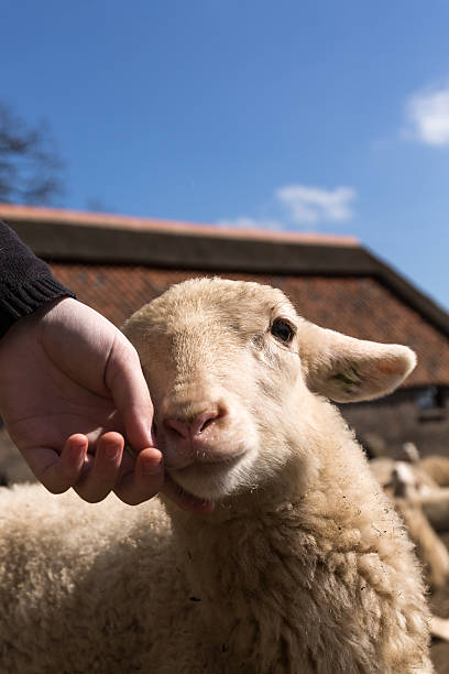 istock Girls Hand petting a lamb. 521813560