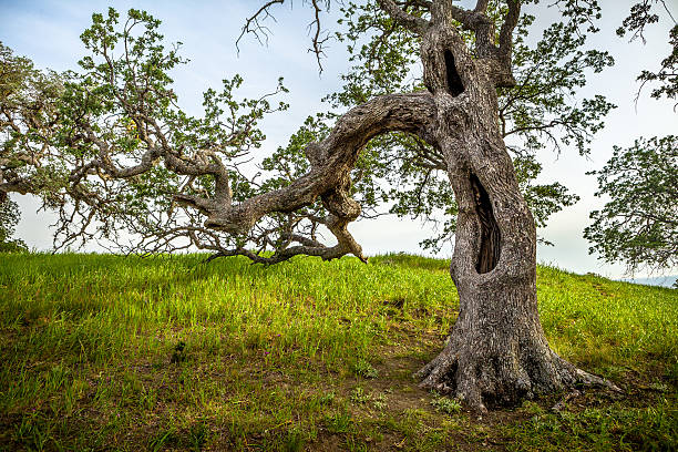 wybrzeże na żywo-dąb, los padres national forest, kalifornia - twisted tree california usa zdjęcia i obrazy z banku zdjęć