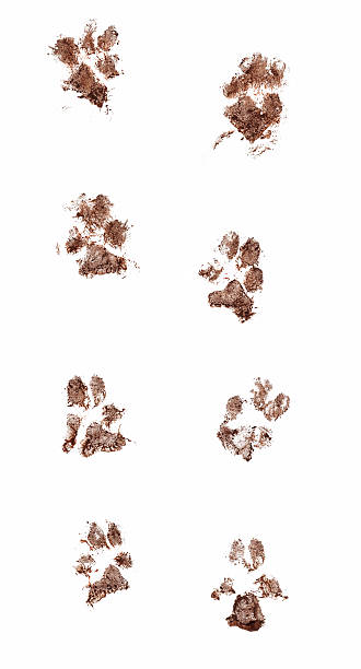 Muddy Dog Paw Prints Line of dirty dog paw prints made with real mud. Isolated on white background mud stock pictures, royalty-free photos & images