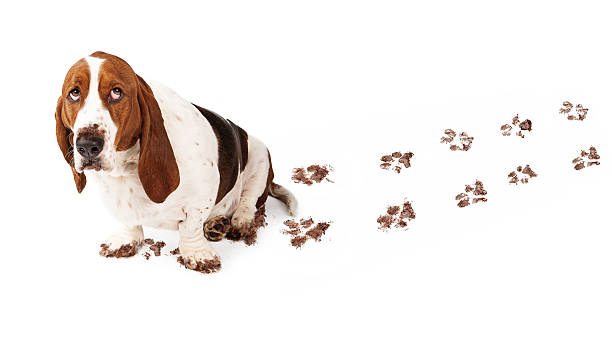 colpevole cane con zampe di fango - mud foto e immagini stock