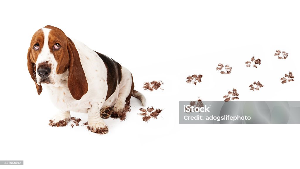 Guilty Dog With Muddy Paws Dog with guilty expression and muddy paws tracks dirt on white floor Dog Stock Photo