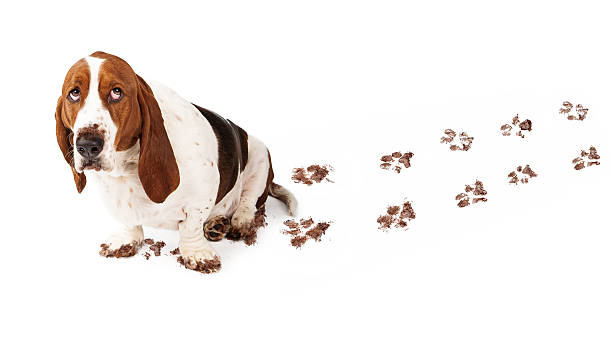 Guilty Dog With Muddy Paws Dog with guilty expression and muddy paws tracks dirt on white floor animal track photos stock pictures, royalty-free photos & images