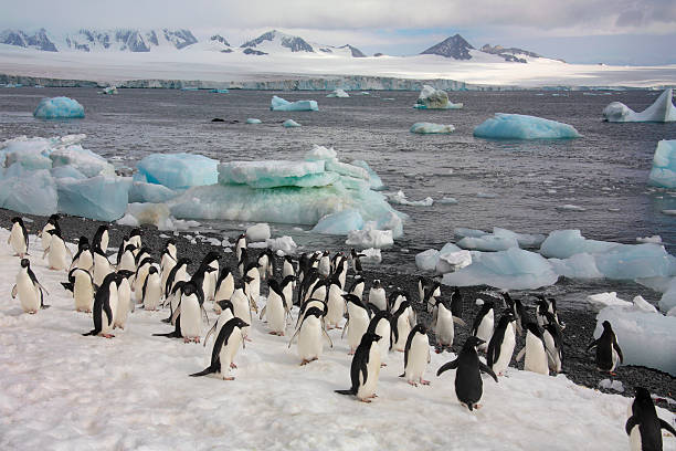 Penguins - Antarctica Colony of mostly Adelie Penguins on Paulet Island in Antarctica paradise bay antarctica stock pictures, royalty-free photos & images