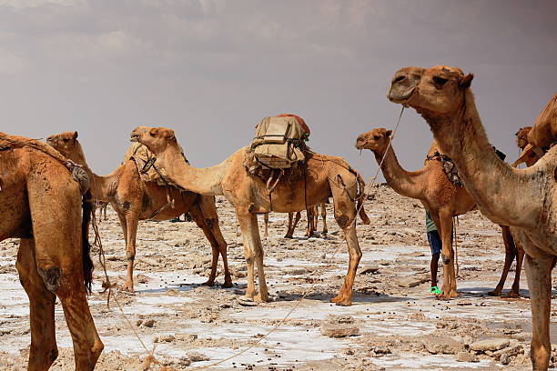 istock Dromedaries waiting to be loaded with amole-salt slabs. Danakil-Ethiopia. 0361 521814880