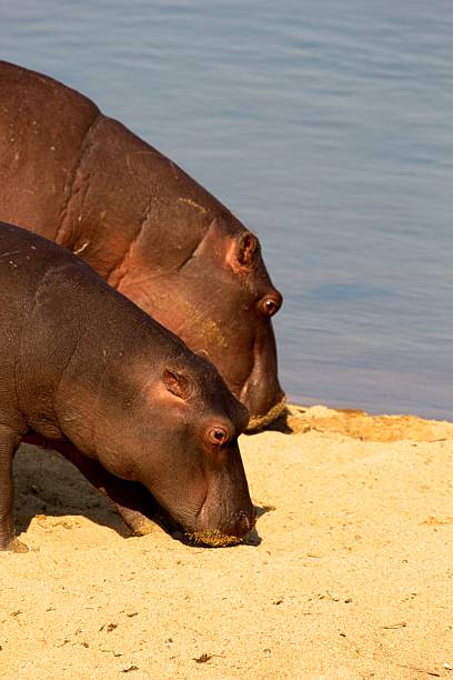 Two hippo's Two hippo's in Kruger National Park, South Africa. two heads are better than one stock pictures, royalty-free photos & images