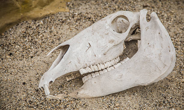 istock horse skull anatomy head 521815592