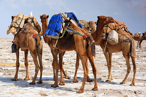 istock Dromedary camels loaded with amole-salt slabs. Danakil-Ethiopia. 0363 521815740
