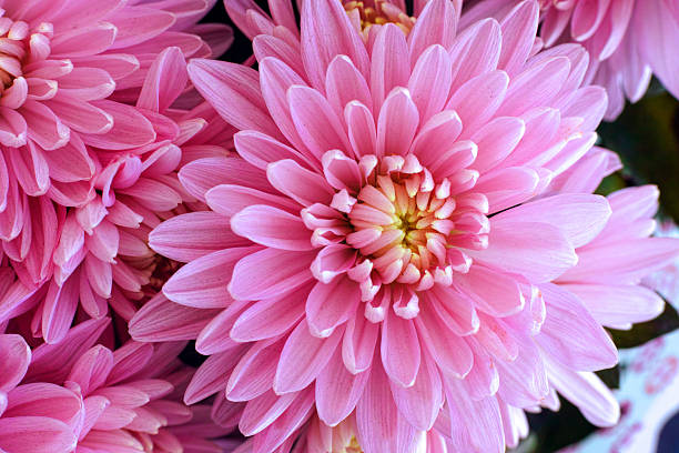 istock Bouquet of pink chrysanthemums 521815842