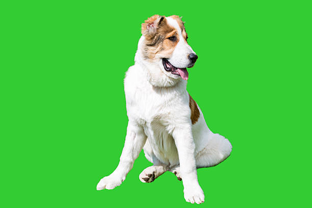 istock Central Asian Shepherd Dog on green. 521815960