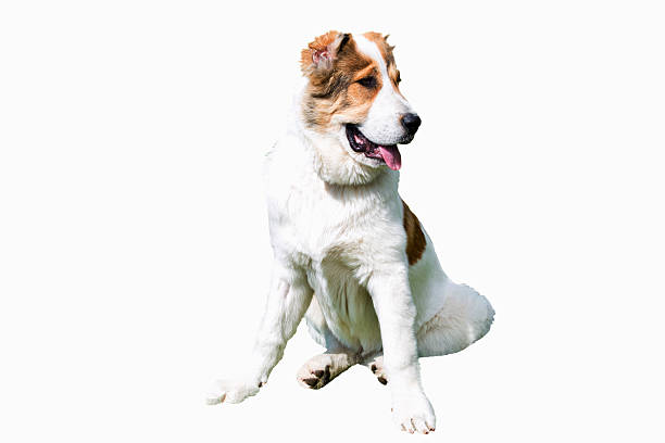 Central Asian Shepherd Dog on white. The Central Asian Shepherd Dog puppy is on white background. kangal dog stock pictures, royalty-free photos & images