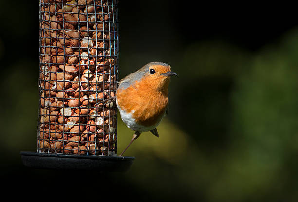 Robin Red breast and his peanuts A garden in Twickenham, West London, United Kingdom is the location. Shot in the beautiful early evening sunlight of a Spring day, using a zoom lens and tripod. It shows a lovely little Robin clinging on to a  bird feeder full of yummy peanuts. The sunlight enhances the colour of the Robin's red breast and makes it stand out sharply against the dark green garden foliage in the background. It also gives a nice bright catch light in the Robin's eye as it looks toward the camera. bird feeder photos stock pictures, royalty-free photos & images