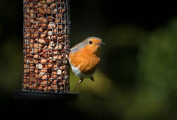 Photo of Robin Red breast and his peanuts