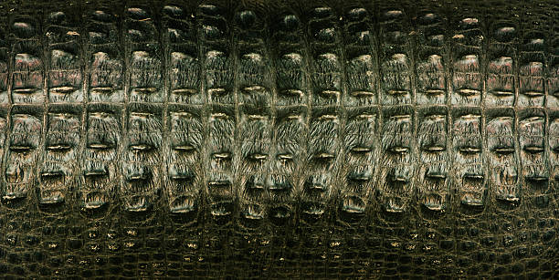 crocodile skin texture stock photo