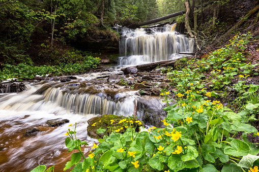 Marsh marigolds are in full bloom at Wagner Falls Scenic Site near Munising Michigan in the Upper Peninsula. The spring rains run swiftly over this scenic waterfall near Pictured Rocks.