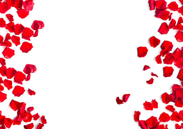 istock Red rose petals on white background 521816612