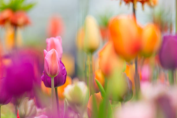istock Colorful tulips blooms. 521816874